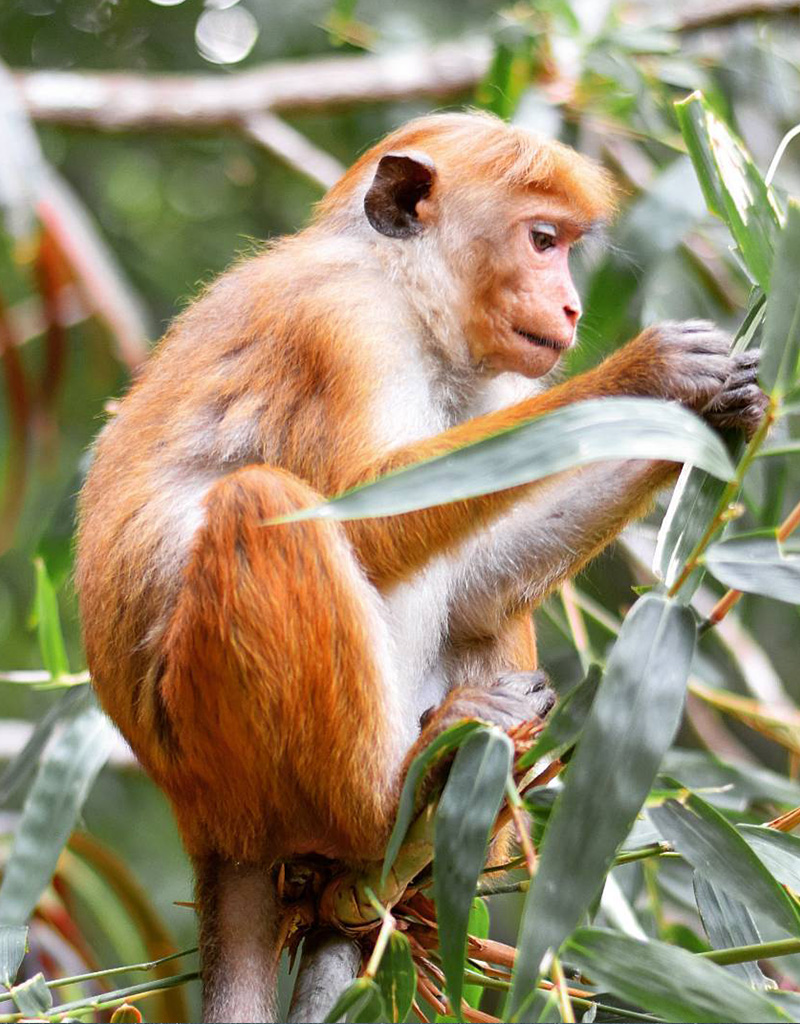 sri lanka monkey