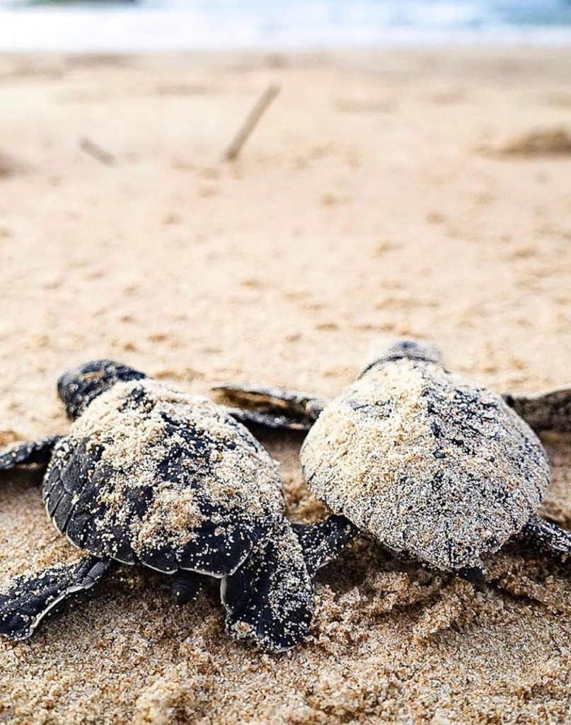 Turtles Hatchery sri lanka galle